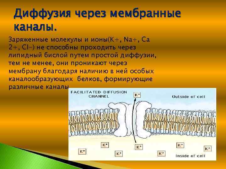 Каналы мембраны