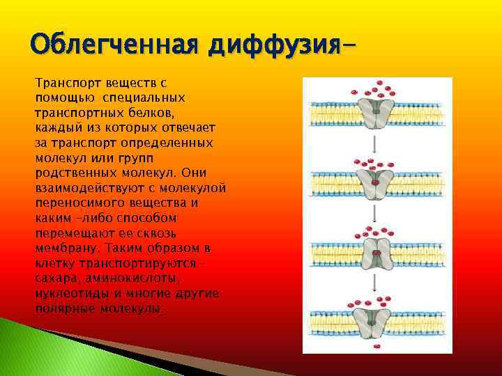 Поступление веществ в клетку. Облегченная диффузия – транспорт веществ. Облегченная диффузия специальных транспортных белков. Путем облегченной диффузии. Облегченная диффузия поступления веществ в клетку.