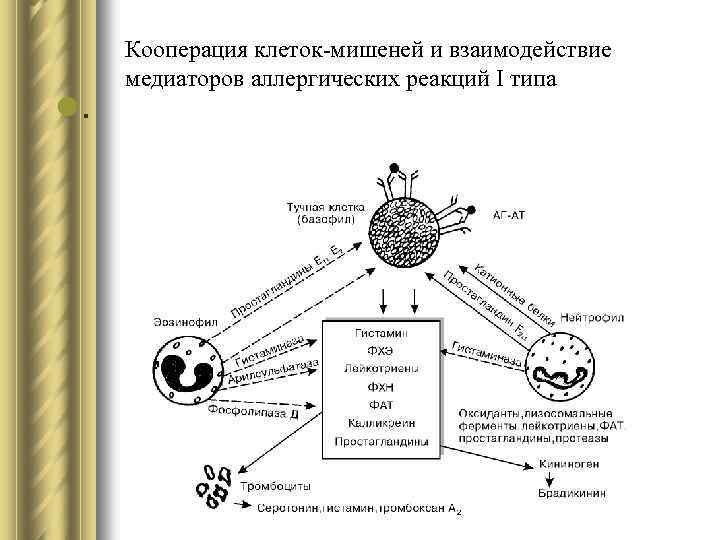 l. Кооперация клеток-мишеней и взаимодействие медиаторов аллергических реакций I типа 