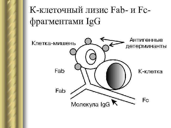 К-клеточный лизис Fab- и Fcфрагментами Ig. G 