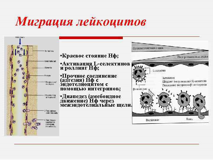 Миграция лейкоцитов • Краевое стояние Нф; • Активация L-селектинов и роллинг Нф; • Прочное