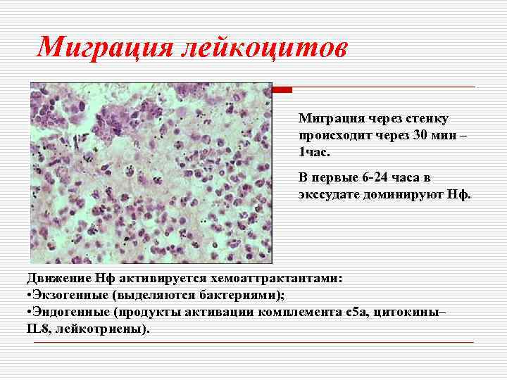 Миграция лейкоцитов Миграция через стенку происходит через 30 мин – 1 час. В первые