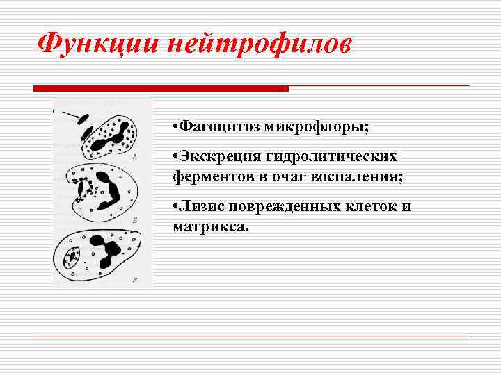 Функции нейтрофилов • Фагоцитоз микрофлоры; • Экскреция гидролитических ферментов в очаг воспаления; • Лизис