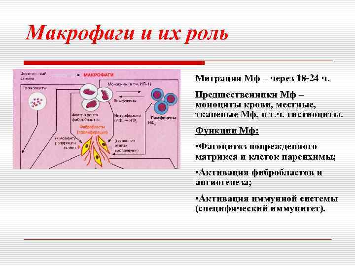 Макрофаги и их роль Миграция Мф – через 18 -24 ч. Предшественники Мф –