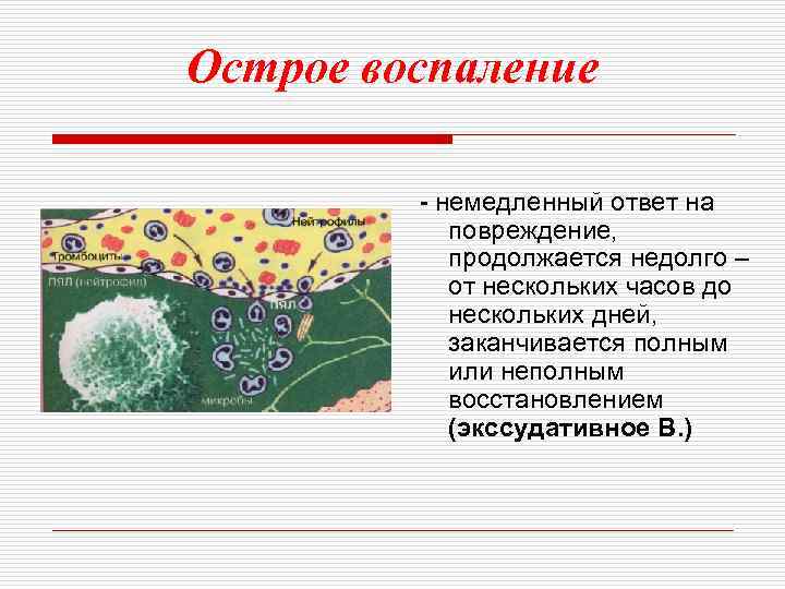 Острое воспаление - немедленный ответ на повреждение, продолжается недолго – от нескольких часов до