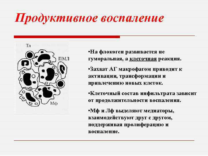 Продуктивное воспаление • На флокоген развивается не гуморальная, а клеточная реакция. • Захват АГ
