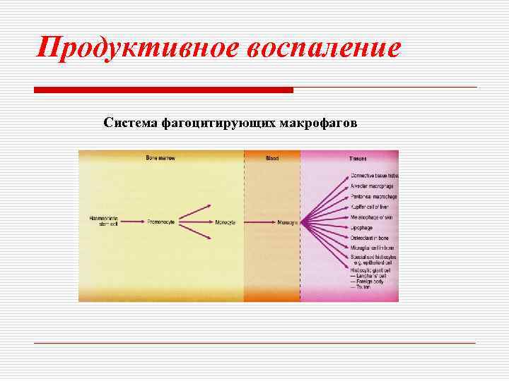 Продуктивное воспаление Система фагоцитирующих макрофагов 