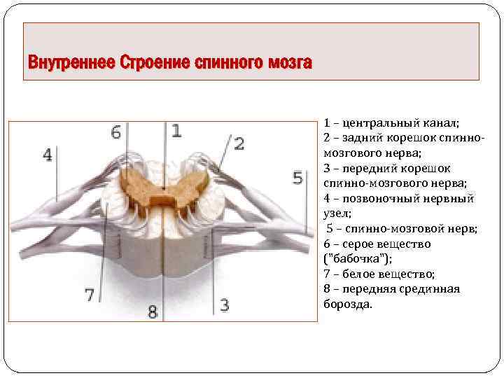 Схема внутреннее строение спинного мозга