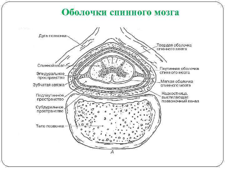 Рисунок оболочки. Схема строения оболочек спинного мозга. Схема взаиморасположения оболочек и пространств спинного мозга. Оболочки спинного мозга рисунок. Оболочки спинного мозга на поперечном разрезе:.