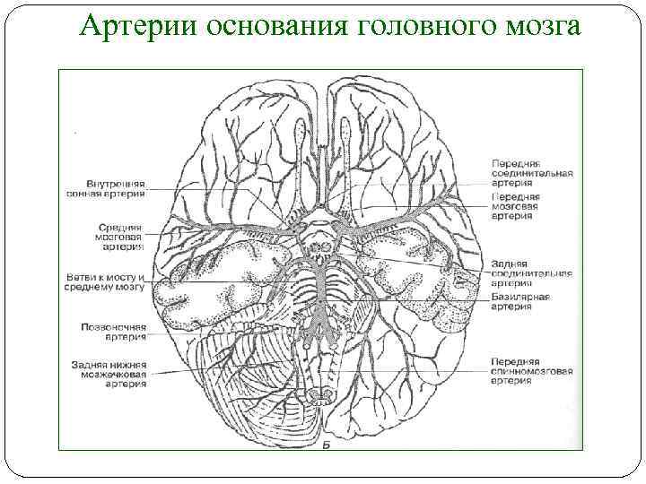 Артерии среднего мозга. Артерии лобной доли головного мозга. Кровоснабжение средней мозговой артерии. Артерии питающие головной мозг схема. Кровоснабжение мозга Виллизиев круг.
