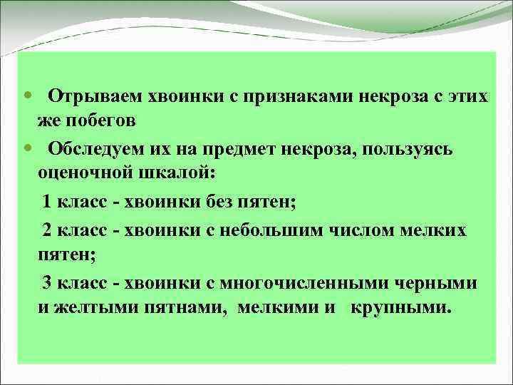  Отрываем хвоинки с признаками некроза с этих же побегов Обследуем их на предмет