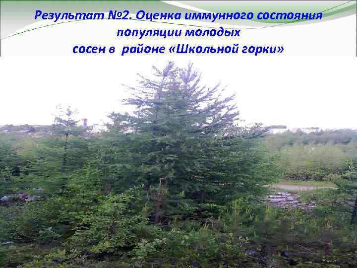 Результат № 2. Оценка иммунного состояния популяции молодых сосен в районе «Школьной горки» 