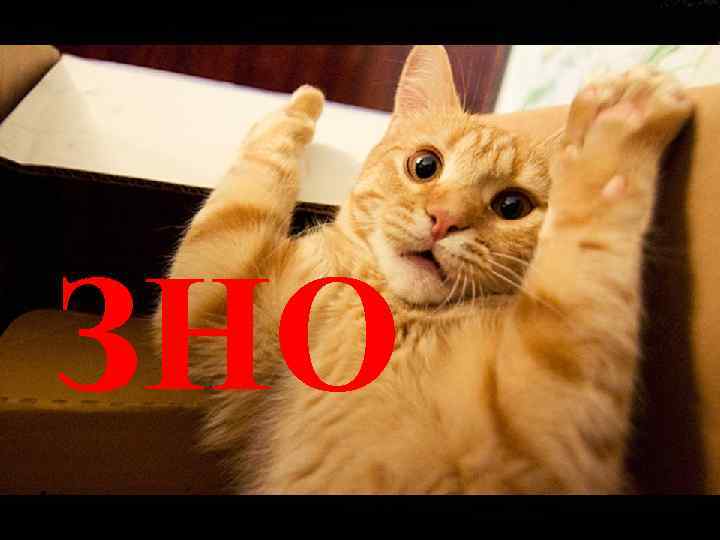 Аж раптом ЗНО 