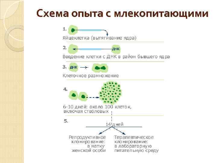 Схема опыта с млекопитающими 