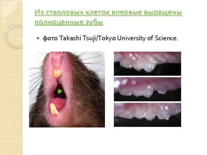 Из стволовых клеток впервые выращены полноценные зубы фото Takashi Tsuji/Tokyo University of Science. 