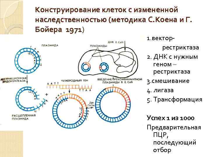 Конструирование клеток с измененной наследственностью (методика С. Коена и Г. Бойера 1971) 1. векторрестриктаза