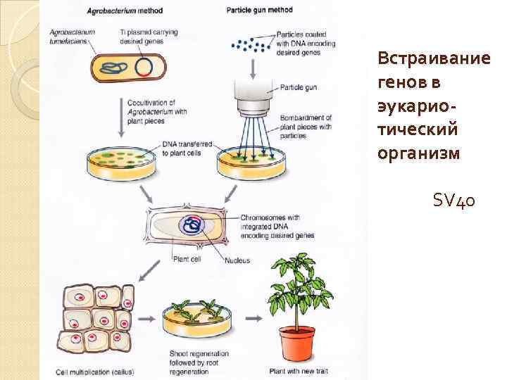 Встраивание генов в эукариотический организм SV 40 