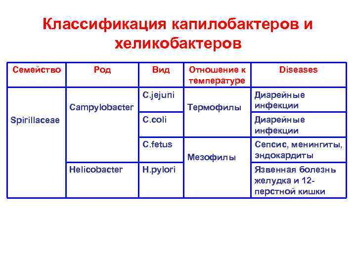 Классификация капилобактеров и хеликобактеров Семейство Род Вид Отношение к температуре C. jejuni Campylobacter Термофилы