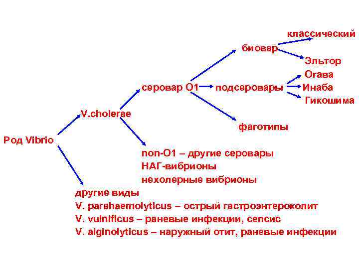 классический биовар серовар O 1 подсеровары Эльтор Огава Инаба Гикошима V. cholerae фаготипы Род