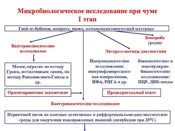 Микробиологическое исследование при чуме I этап Гной из бубонов, мокрота, кровь, патологоанатомический материал Бактериоскопическое