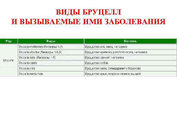 ВИДЫ БРУЦЕЛЛ И ВЫЗЫВАЕМЫЕ ИМИ ЗАБОЛЕВАНИЯ 