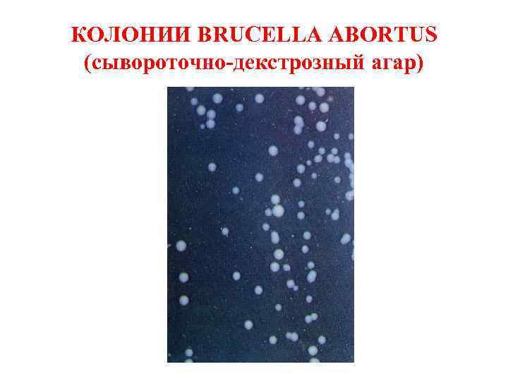 КОЛОНИИ BRUCELLA ABORTUS (сывороточно-декстрозный агар) 