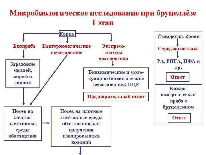 Бруцеллез план обследования