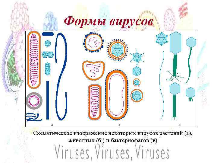 Формы вирусов Схематическое изображение некоторых вирусов растений (a), животных (б ) и бактериофагов (в)