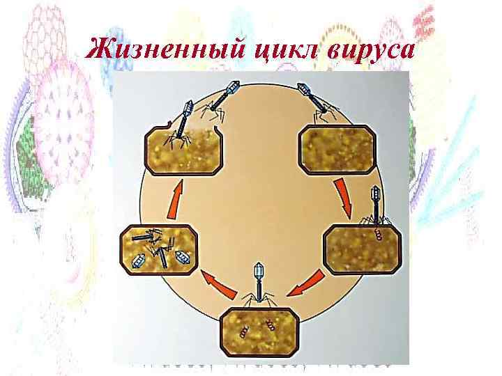 Жизненный цикл вируса 