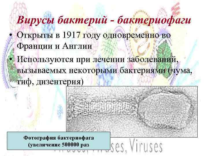 Вирусы бактерий - бактериофаги • Открыты в 1917 году одновременно во Франции и Англии