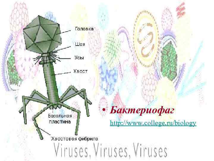  • Бактериофаг http: //www. college. ru/biology 