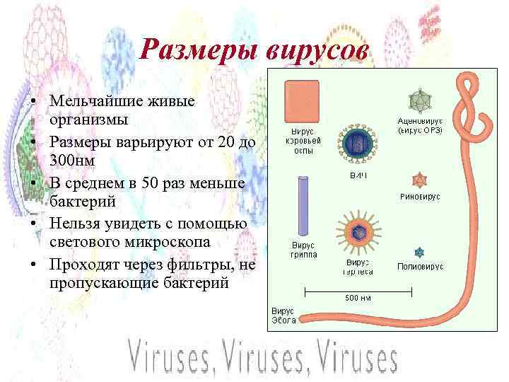 Размеры вирусов • Мельчайшие живые организмы • Размеры варьируют от 20 до 300 нм