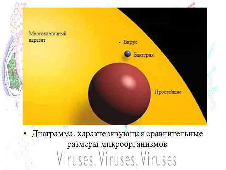  • Диаграмма, характеризующая сравнительные размеры микроорганизмов 