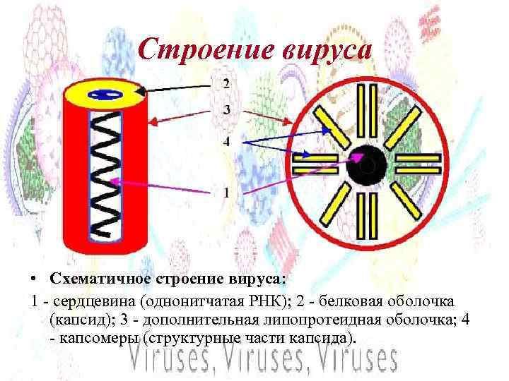 Строение вируса • Схематичное строение вируса: 1 - сердцевина (однонитчатая РНК); 2 - белковая