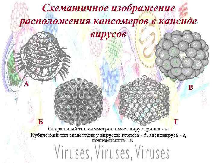 Схематичное изображение расположения капсомеров в капсиде вирусов А В Б Г Спиральный тип симметрии