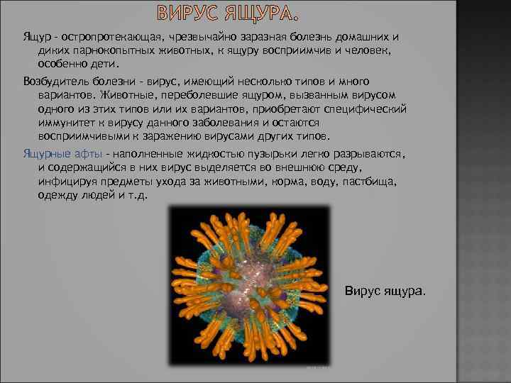 ВИРУС ЯЩУРА. Ящур - остропротекающая, чрезвычайно заразная болезнь домашних и диких парнокопытных животных, к