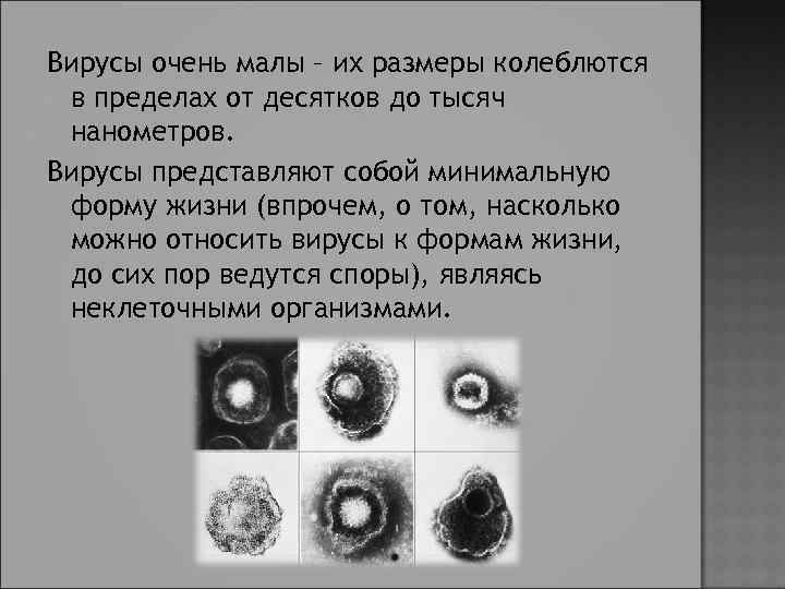 Вирусы очень малы – их размеры колеблются в пределах от десятков до тысяч нанометров.