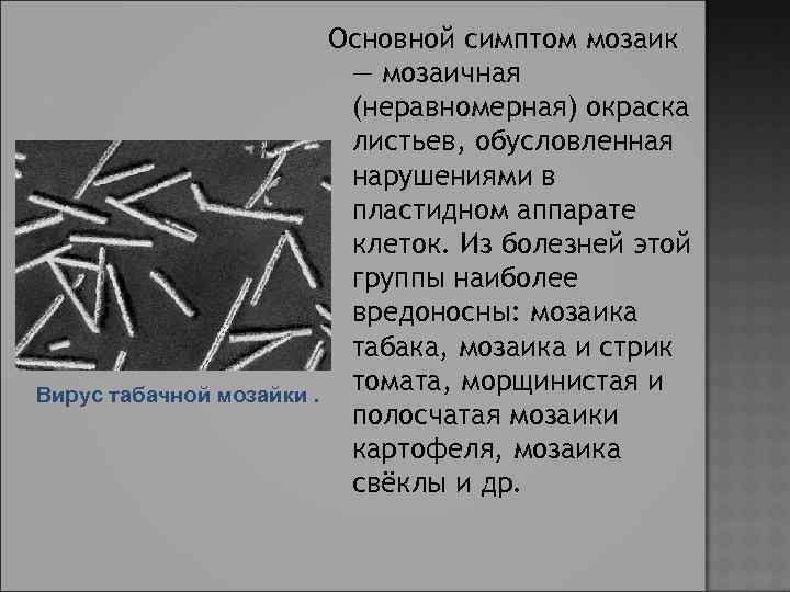 Вирус табачной мозайки. Основной симптом мозаик — мозаичная (неравномерная) окраска листьев, обусловленная нарушениями в