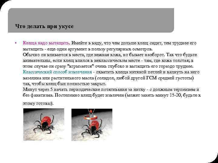 Пить антибиотики после укуса клеща