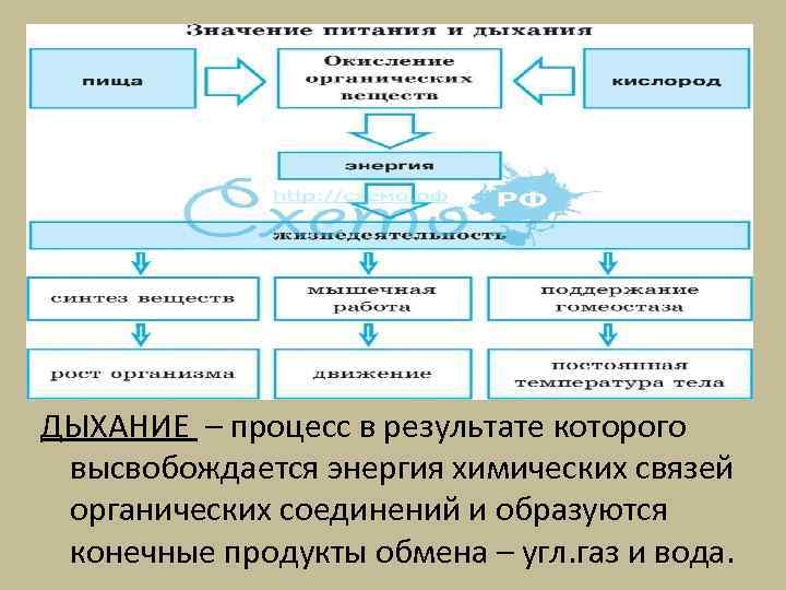 ДЫХАНИЕ – процесс в результате которого высвобождается энергия химических связей органических соединений и образуются