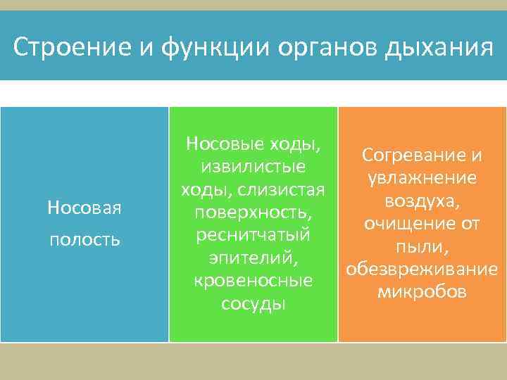 Строение и функции органов дыхания Носовая полость Носовые ходы, Согревание и извилистые увлажнение ходы,