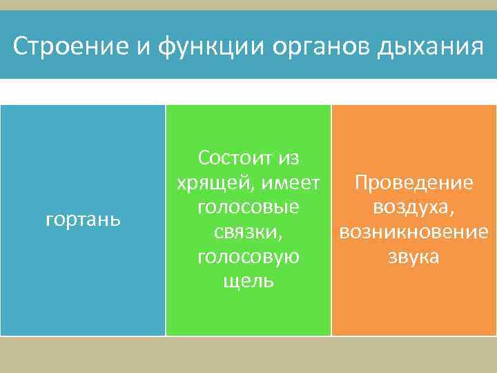 Строение и функции органов дыхания гортань Состоит из хрящей, имеет Проведение голосовые воздуха, связки,