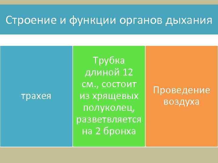 Строение и функции органов дыхания трахея Трубка длиной 12 см. , состоит из хрящевых