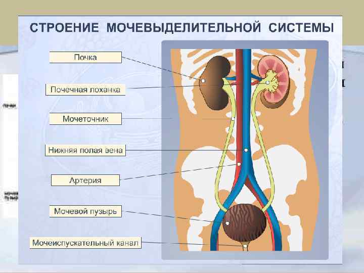 Мочевыделительная система 