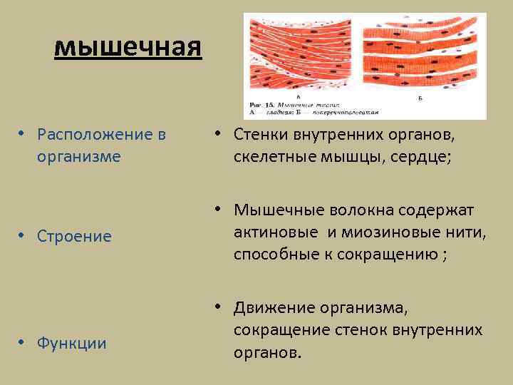 мышечная • Расположение в организме • Стенки внутренних органов, скелетные мышцы, сердце; • Строение