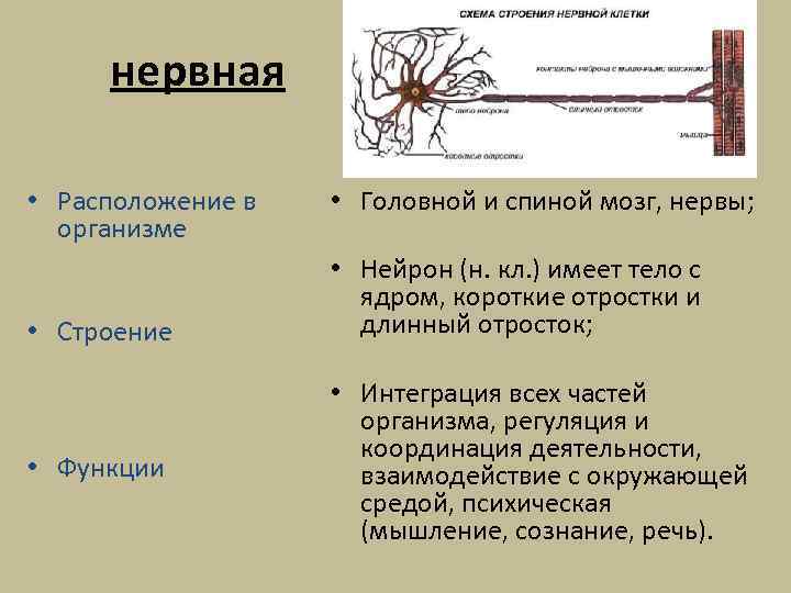 нервная • Расположение в организме • Строение • Функции • Головной и спиной мозг,