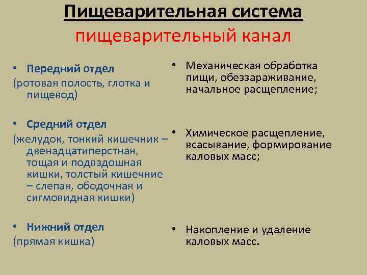 Пищеварительная система пищеварительный канал • Передний отдел (ротовая полость, глотка и пищевод) • Механическая