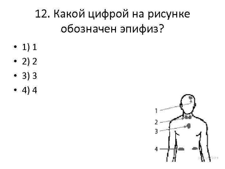 Какой цифрой на рисунке обозначен тимус?. Какими цифрами на рисунке обозначены:. Какой цифрой на рисунке обозначен эпифиз?. Какой цифрой на рисунке обозначено лёгкое.