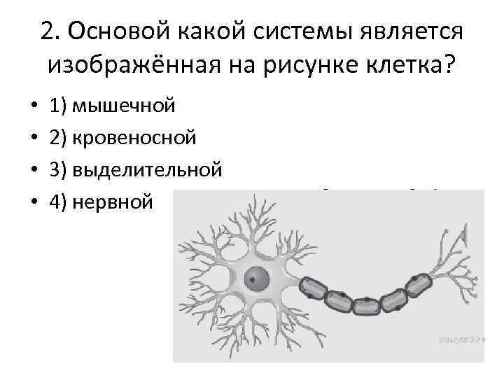 В составе какой ткани можно наблюдать изображенную на рисунке клетку 1 нервной 2 проводящей