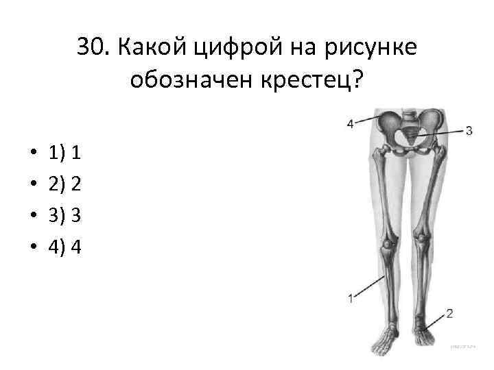 Какой буквой на рисунке обозначена лучевая кость